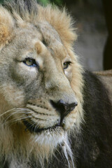 lion in zoo