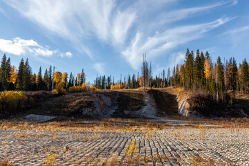 Autumn in the forest