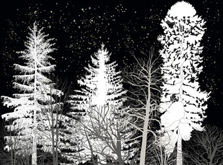 fir forest under white snowfall on black background