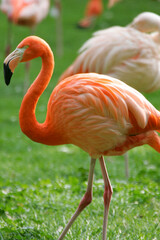 flamingo in the zoo