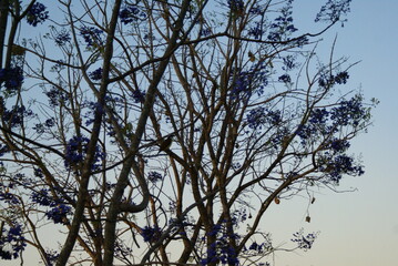 O azul não é só celestial