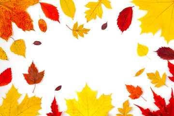 Naklejka na ściany i meble Flat lay composition of colorful autumn leaves with space for text on white background. Autumn mood