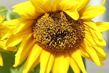 Naklejka premium sunflower close up