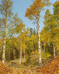 Aspen trees changing color during autumn in the forest