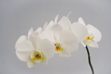 Fototapeta na wymiar White orchid flowers in a gray background. View from the side, tropical flower. Phalaenopsis close up. 