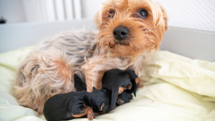 Young black and red puppy, two weeks old, of the Yorkshire terrier, sleeping against its mother	