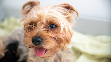 Portrait of cute little Yorkshire terrier dog, looking half hidden in its shelter, close-up	