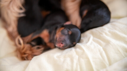 Young black and red puppy, two weeks old, of the Yorkshire terrier, sleeping against its mother