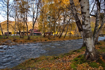 Russia. South Of Western Siberia. mountain Altai. Early autumn morning on the coast of the Big Ilgumen river near the village of Kupchegen.