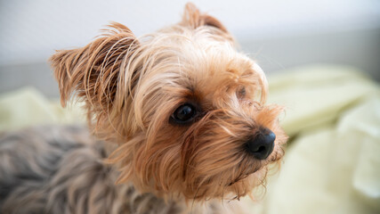 Portrait of cute little Yorkshire terrier dog, looking half hidden in its shelter, close-up	