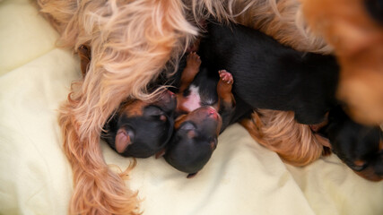 Young black and red puppy, two weeks old, of the Yorkshire terrier, sleeping against its mother	