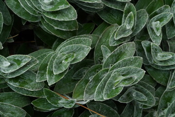 Macro photo at Miseria grass, Tradescantia sillamontana: this species, native to Mexico, with a...