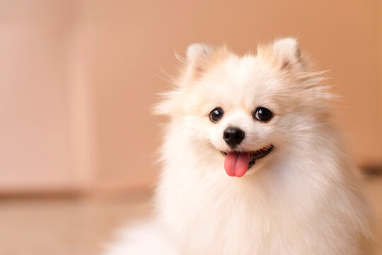 cute smile curios white pomeranian puppy happiness friend lapdog with brown color background