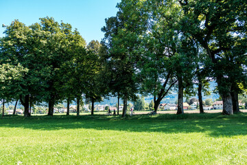 trees in hellbrunn alley