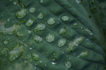 rain drops on a leaf