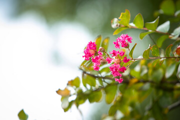 Pink flowers of Lagerstroemia indica 