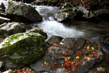 Mountain stream in autumn. Stream in the forest.