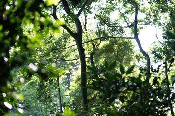 森のスナップ写真