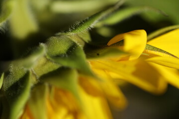 sun flower macro