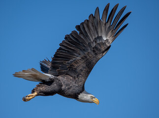 Adult bald eagle against the blue sky
