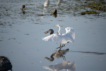 Great blue heron with his catch