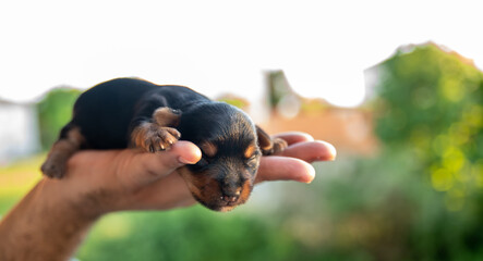 Cute one week old puppy in a man's hand, close up