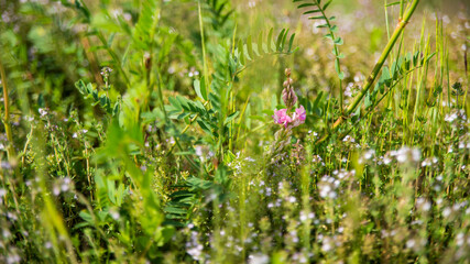 Pink pyramid orchid among wild grasses	