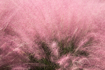 Pink muhly blooming in autumn