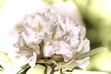 Close up of a beautiful flower in the garden at spring time in old photography style