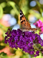 butterfly on flower