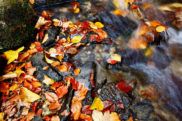 Mountain stream in autumn. Stream in the forest.
