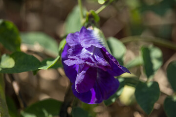 Purple color Pea flower
