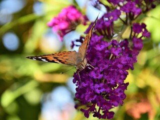 butterfly on flower