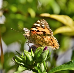butterfly on a flower