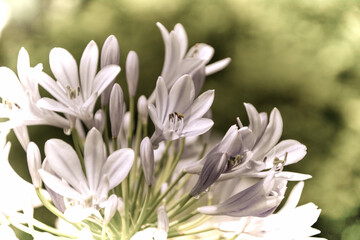 Close up of a beautiful flower in the garden at spring time in old photography style
