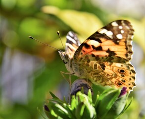 butterfly on a flower