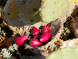 Deep red fruits or thorny Figs of Prickly pear or Opuntia ficus-indica