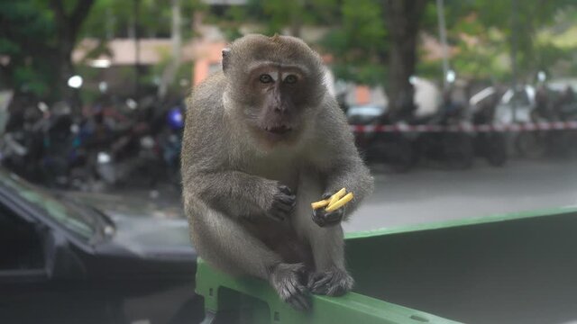 The wild monkey is eating a French fries he found in the trash can. Don't Filmed me while I'm eating. The monkey eats fast food from the trash can.