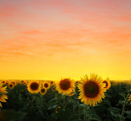 Obraz premium Beautiful sunflower field under picturesque sky at sunset