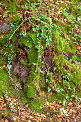 An old tree stump in the forest entwined with curly ivy with a shallow depth of field. Fall