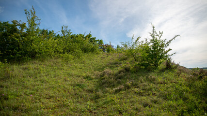 Obraz premium Extent of plants, thyme, wild shrubs ... 