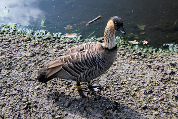 A Hawaiian Goose on the water