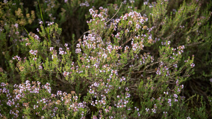 Close-up on a flowering thyme plant in the wild	 - obrazy, fototapety, plakaty