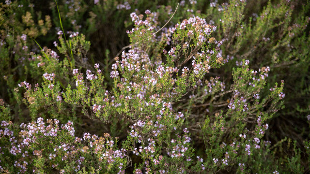 Close-up On A Flowering Thyme Plant In The Wild	