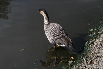 A Hawaiian Goose on the water