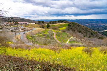 菜の花の花畑