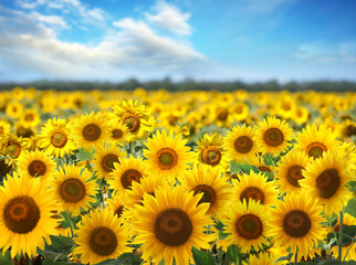 Beautiful sunflower field under blue sky with clouds