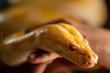 Obraz premium close up of a python