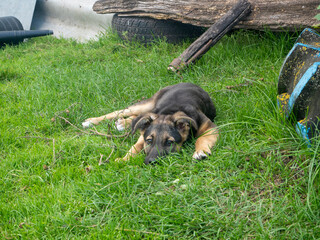 sad puppy lying on the green grass on a Sunny day in summer. selective focus