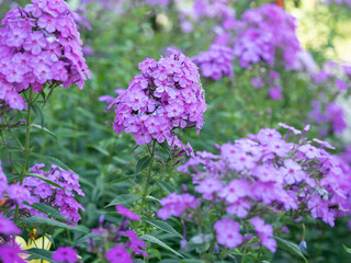Purple flame flowers of phlox. Flowering garden phlox, perennial or summer phlox in the garden on a sunny day.